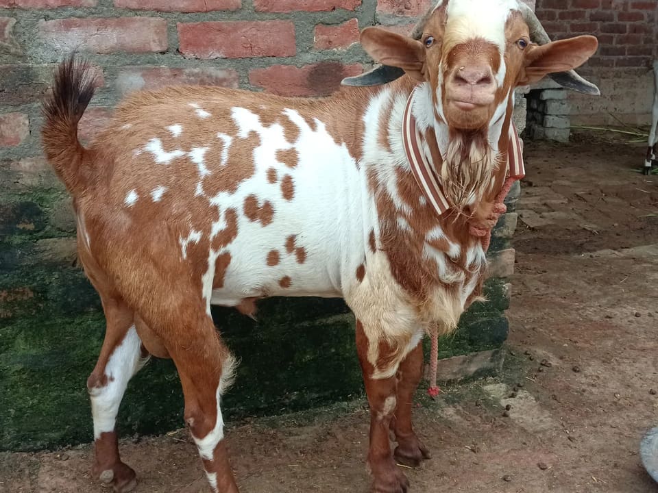 Barbari Goat B0522 in  UTTAR PRADESH