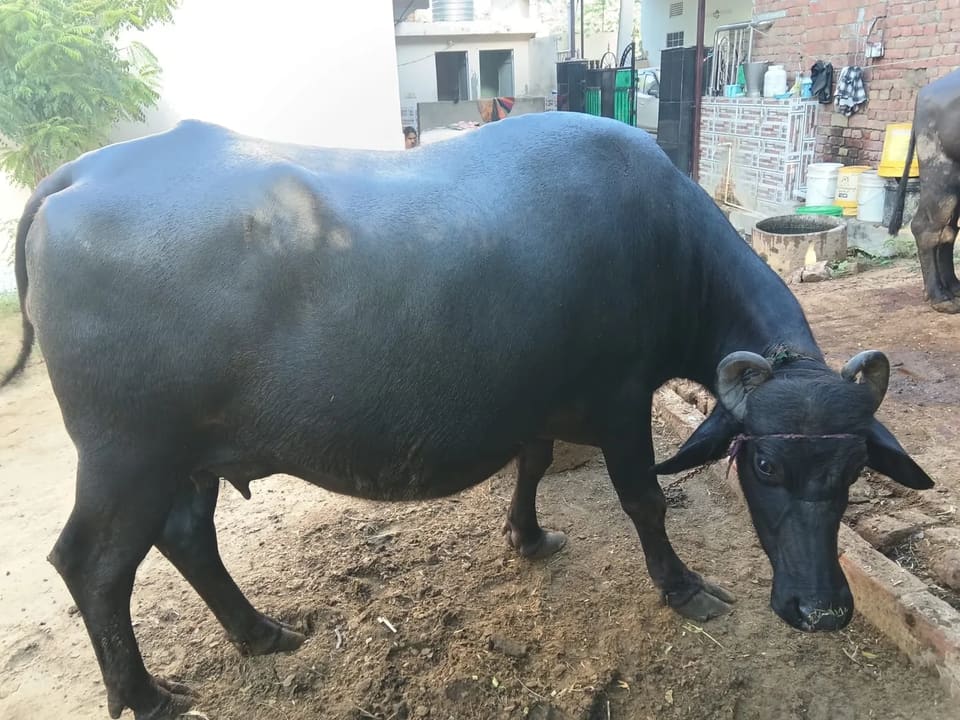 मुर्रा Buffalo O0762 in  RAJASTHAN