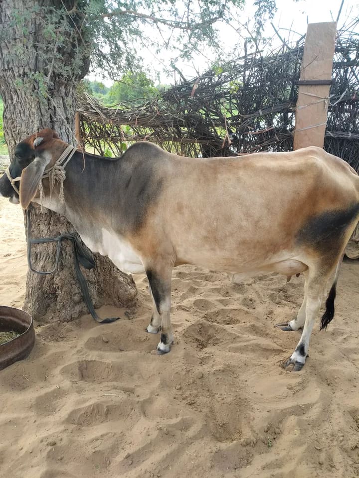 Rathi Cow in  RAJASTHAN