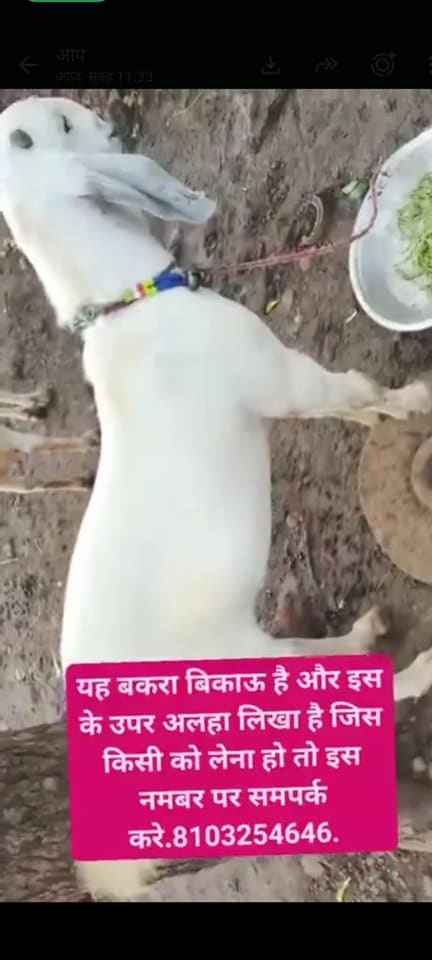 Sirohi Goat S0567 in  MADHYA PRADESH