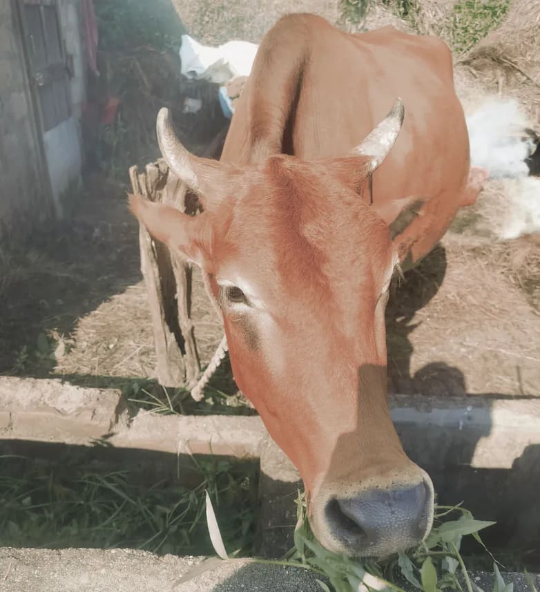 Others Cow in  UTTARAKHAND
