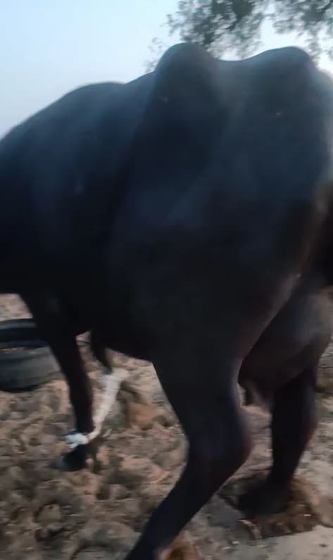 Murrah Buffalo in  RAJASTHAN