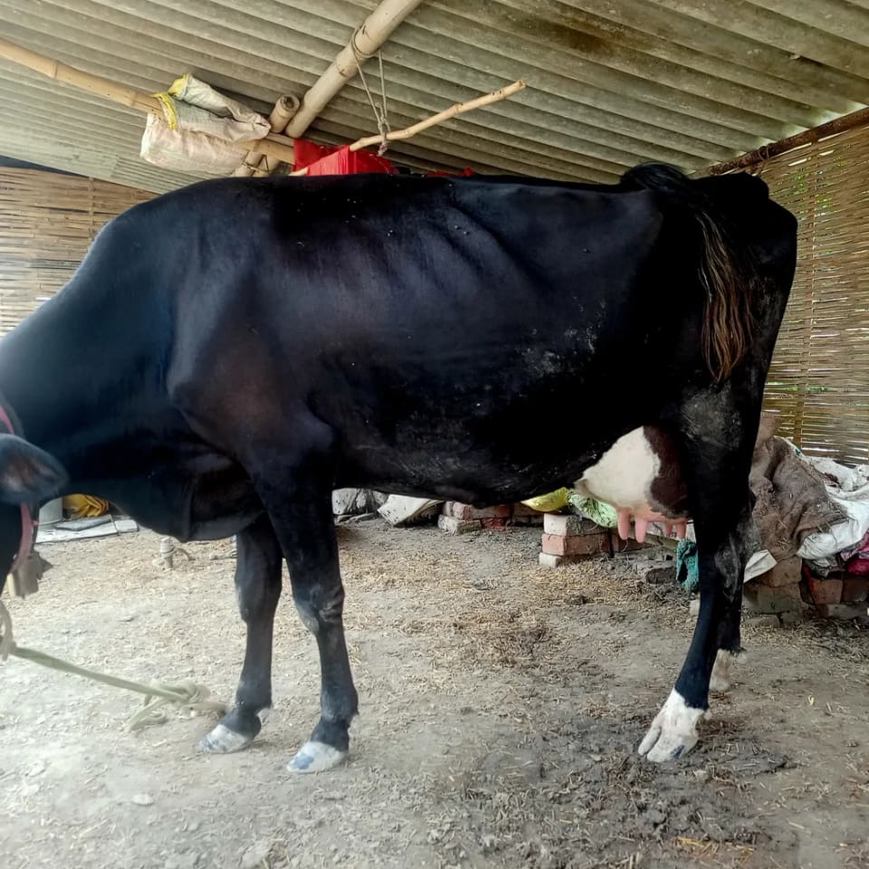 HF Cow H3219 in  BIHAR