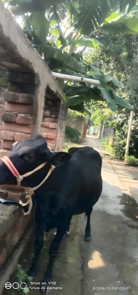 Jersey Cow in  BIHAR