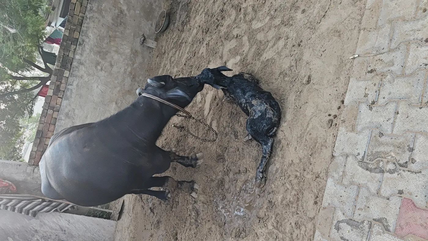 Murrah Buffalo in  HARYANA