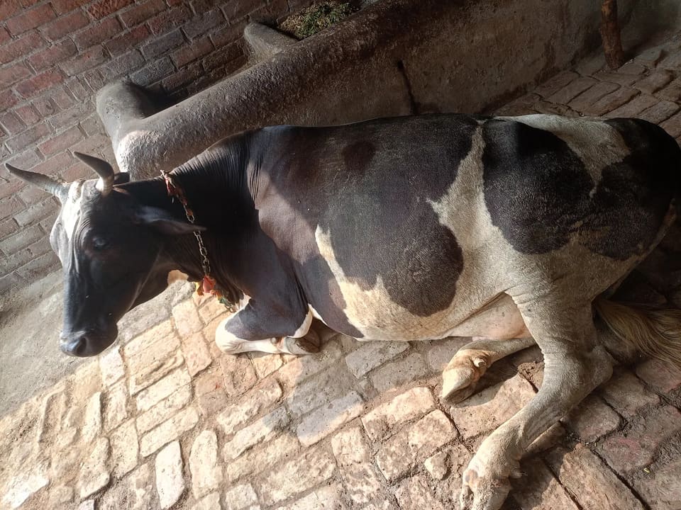 HF Cow in  UTTAR PRADESH