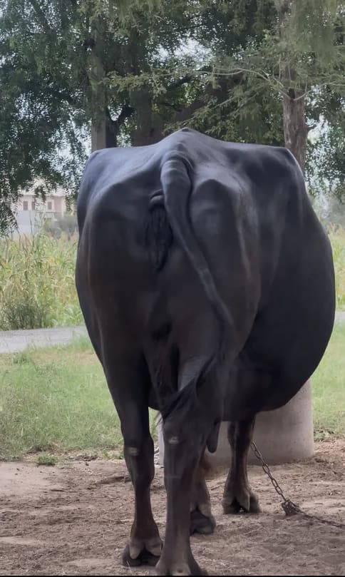 Others Buffalo in  RAJASTHAN