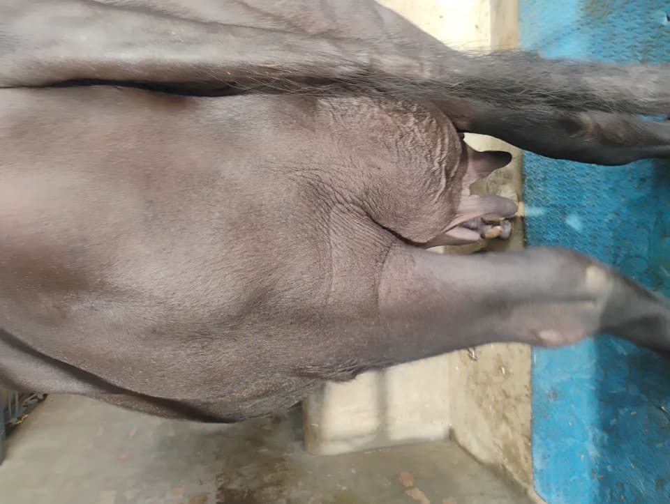 Murrah Buffalo in  HARYANA