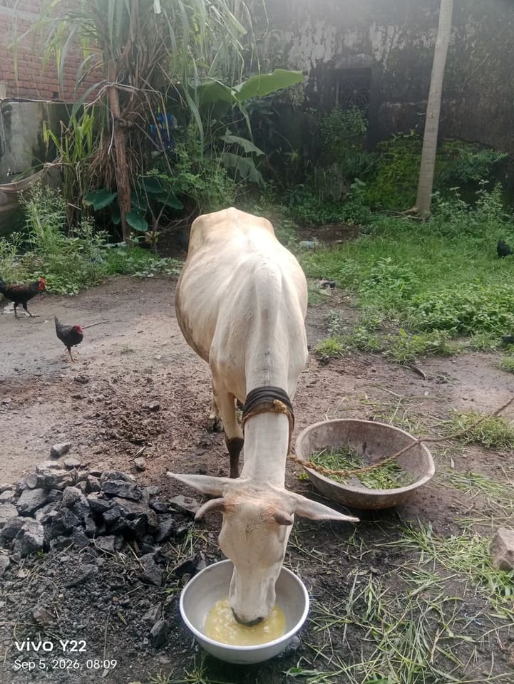 Rathi Cow in  JHARKHAND