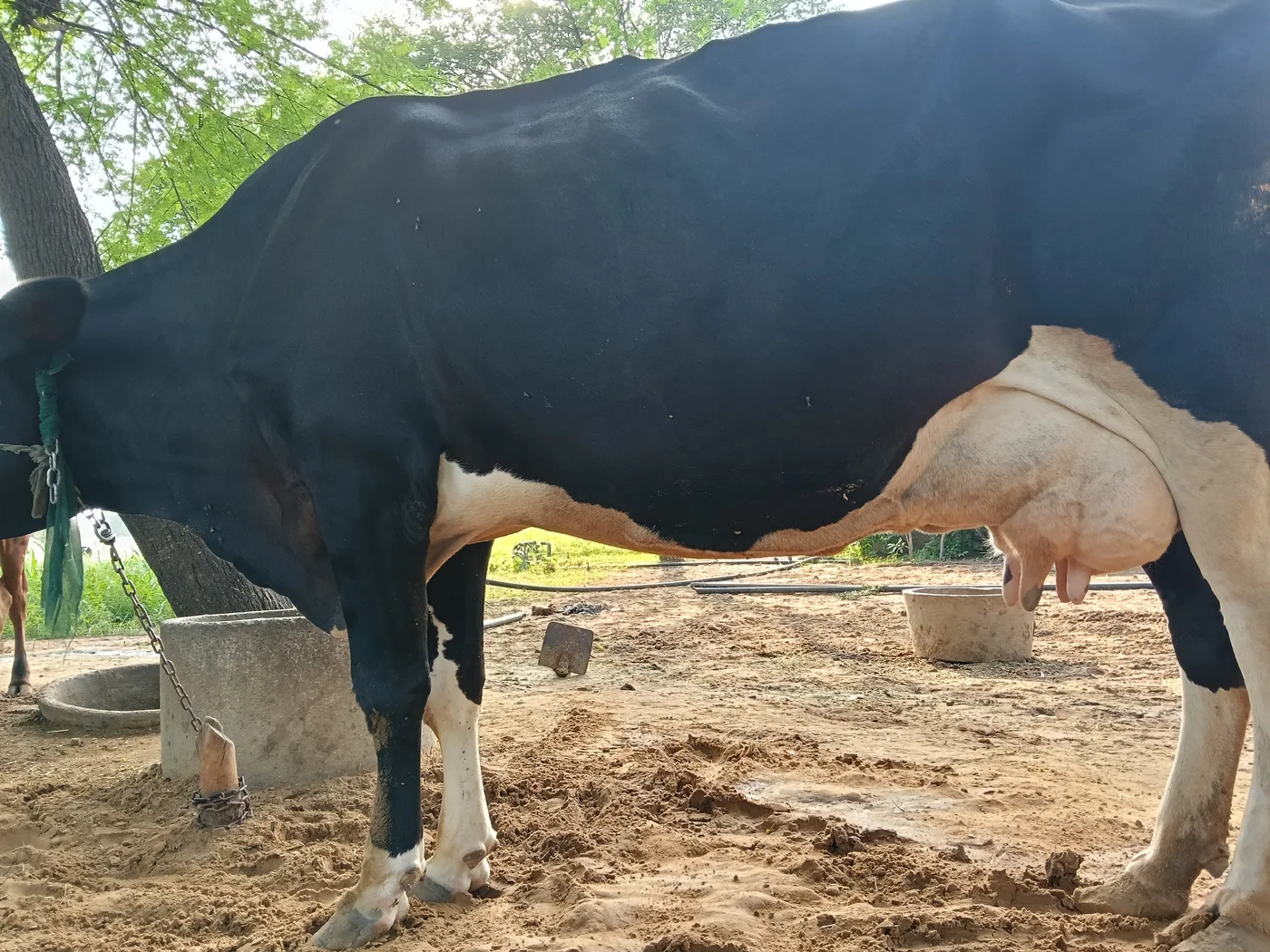 HF Cow in  RAJASTHAN