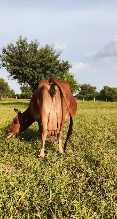 Jersey Cow in  RAJASTHAN