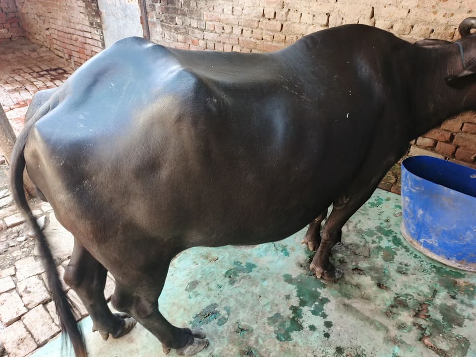 Others Buffalo in  UTTARAKHAND