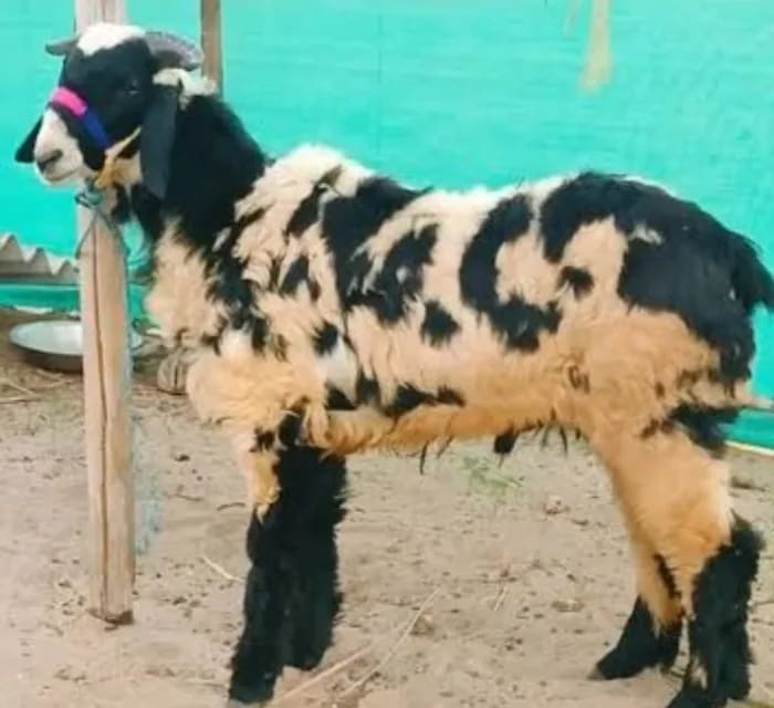 Nellore Sheep O0092 in  ANDHRA PRADESH