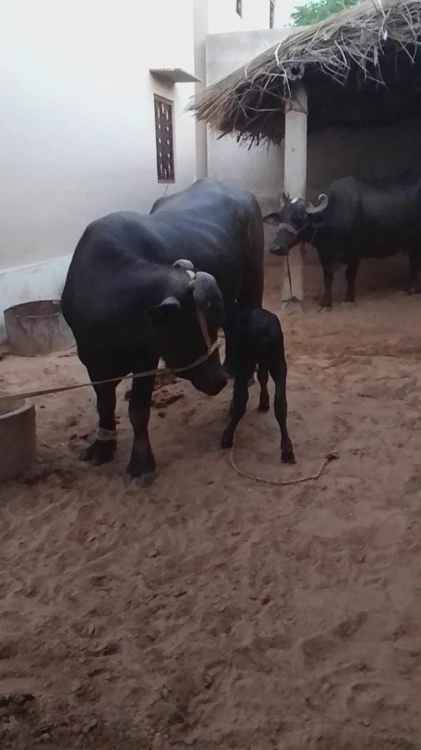 Murrah Buffalo in  RAJASTHAN