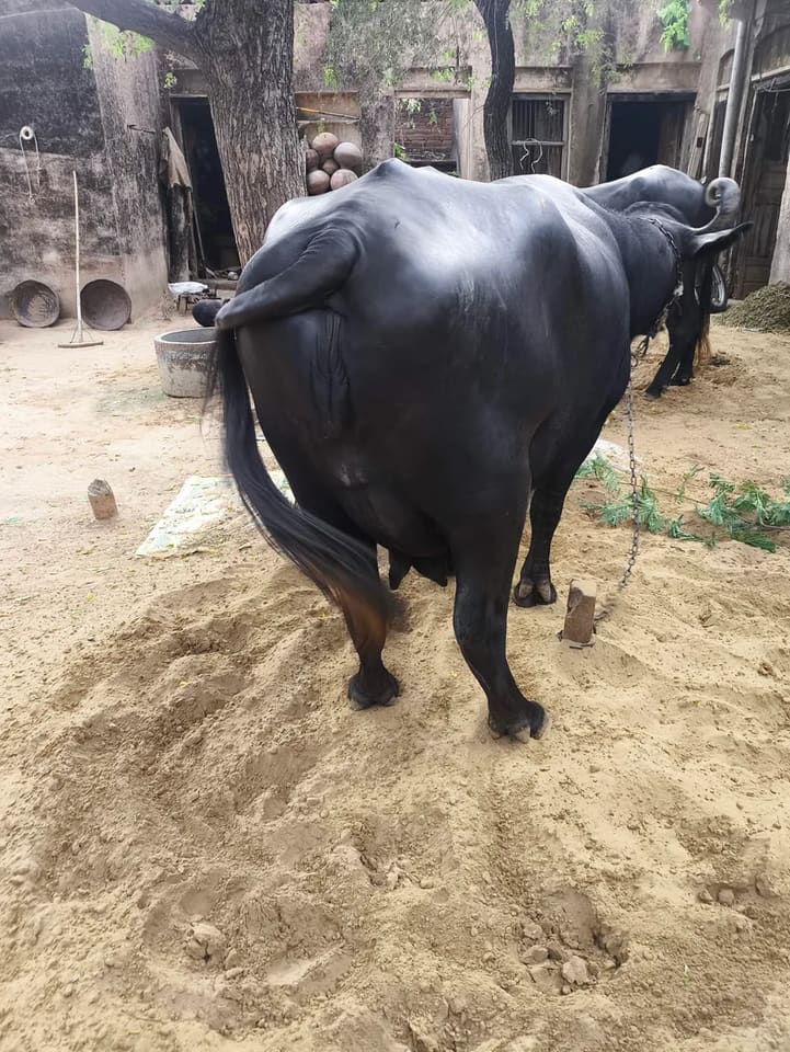 Others Buffalo in  RAJASTHAN