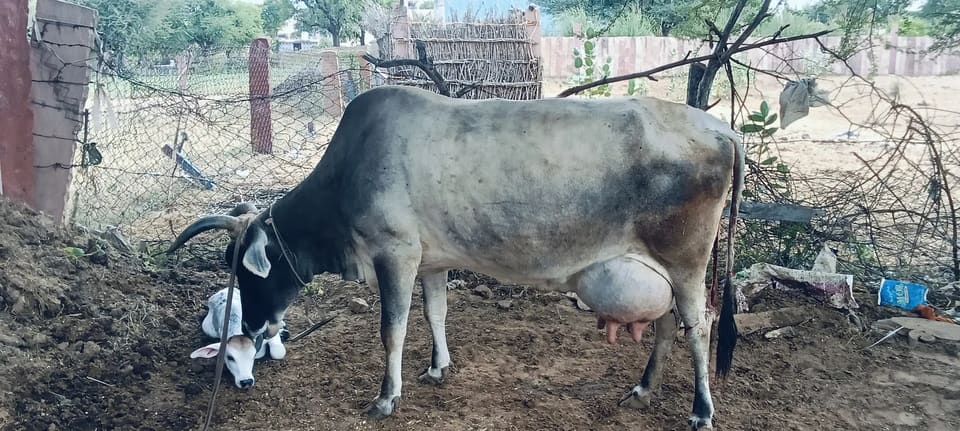 Tharparkar Cow T0302 in  RAJASTHAN