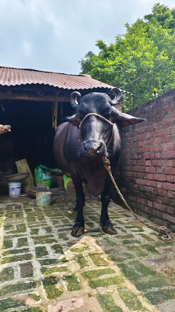 Murrah Buffalo in  UTTAR PRADESH