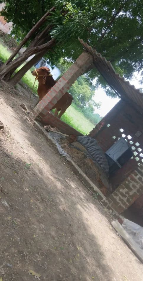 Gir Cow in  UTTAR PRADESH