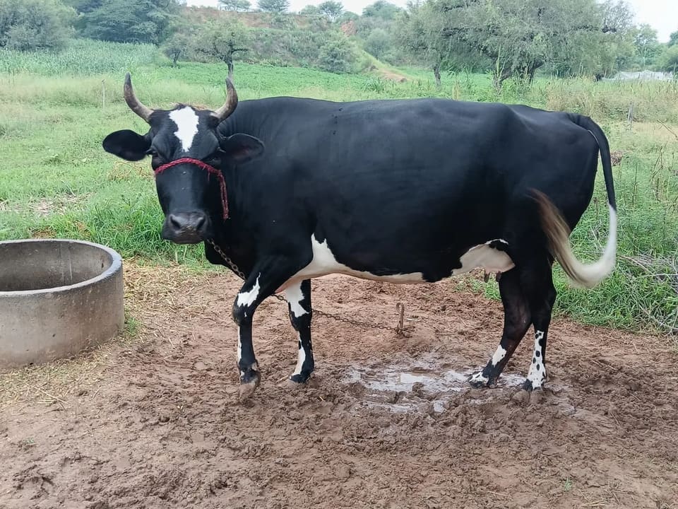 HF Cow in  RAJASTHAN