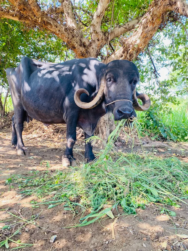 Jafarabadi Buffalo J0499 in  GUJARAT