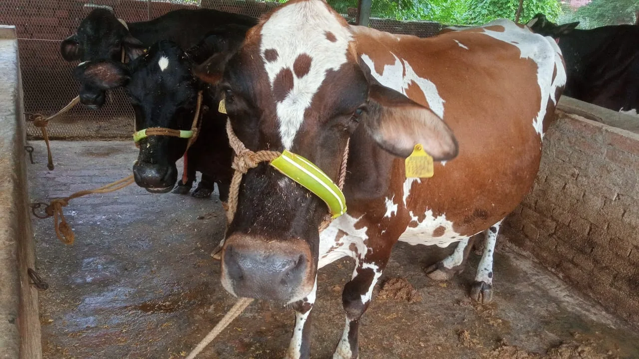 HF Cow in  UTTAR PRADESH