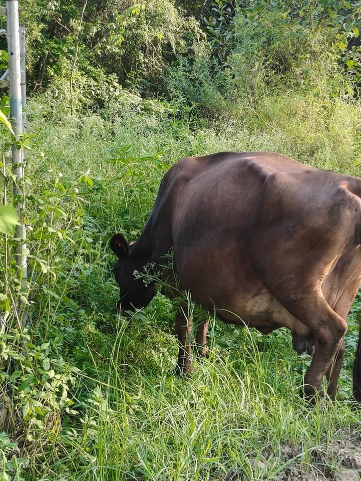 Jersey Cow in  HIMACHAL PRADESH