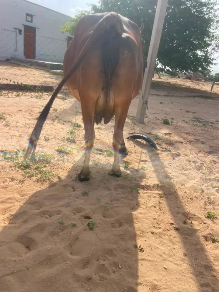 Gir Cow in  RAJASTHAN