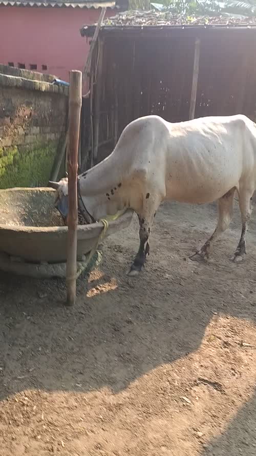Dogli Cow O0569 in  BIHAR
