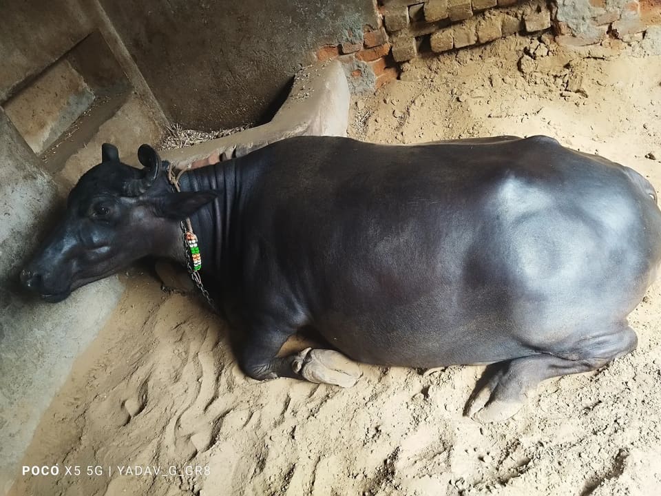 Murrah Buffalo in  RAJASTHAN