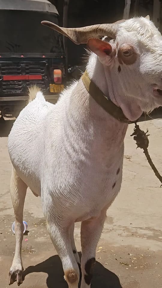 Barbari Goat B0504 in  GUJARAT