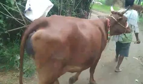 Gir Cow in  ODISHA