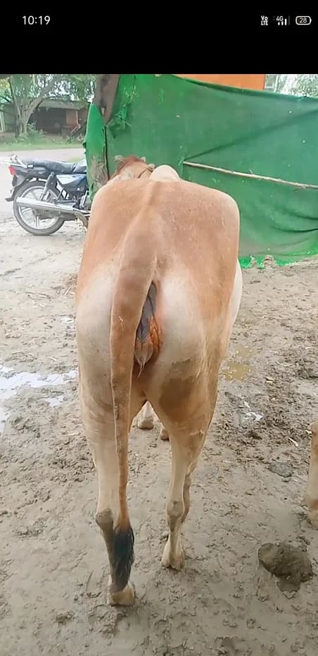 Sahiwal Cow in       UTTAR PRADESH