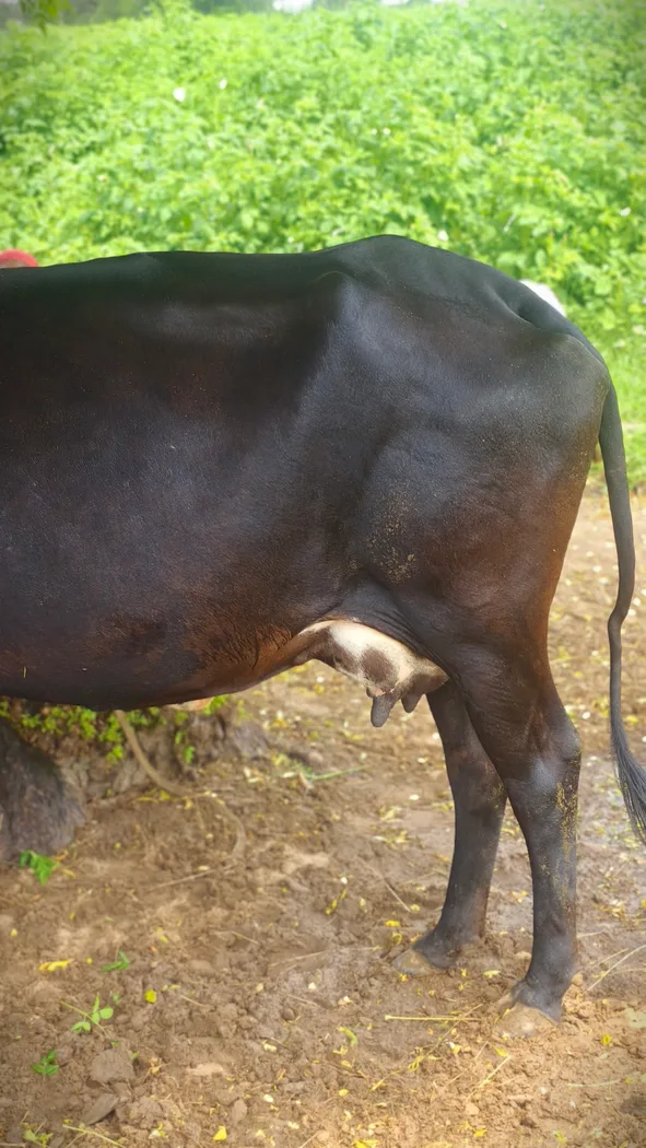 Rathi Cow in  RAJASTHAN