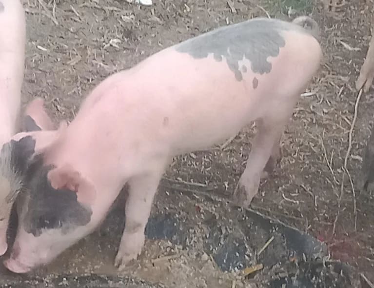 Large weight Pig O0835 in  ANDHRA PRADESH