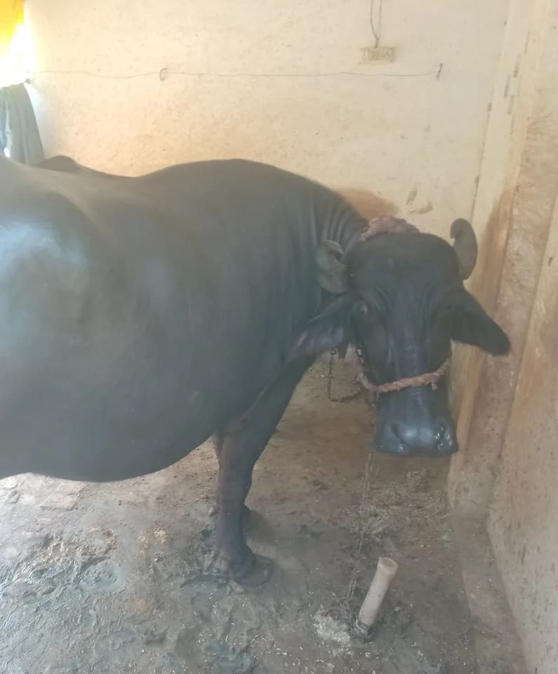 Others Buffalo in  UTTAR PRADESH