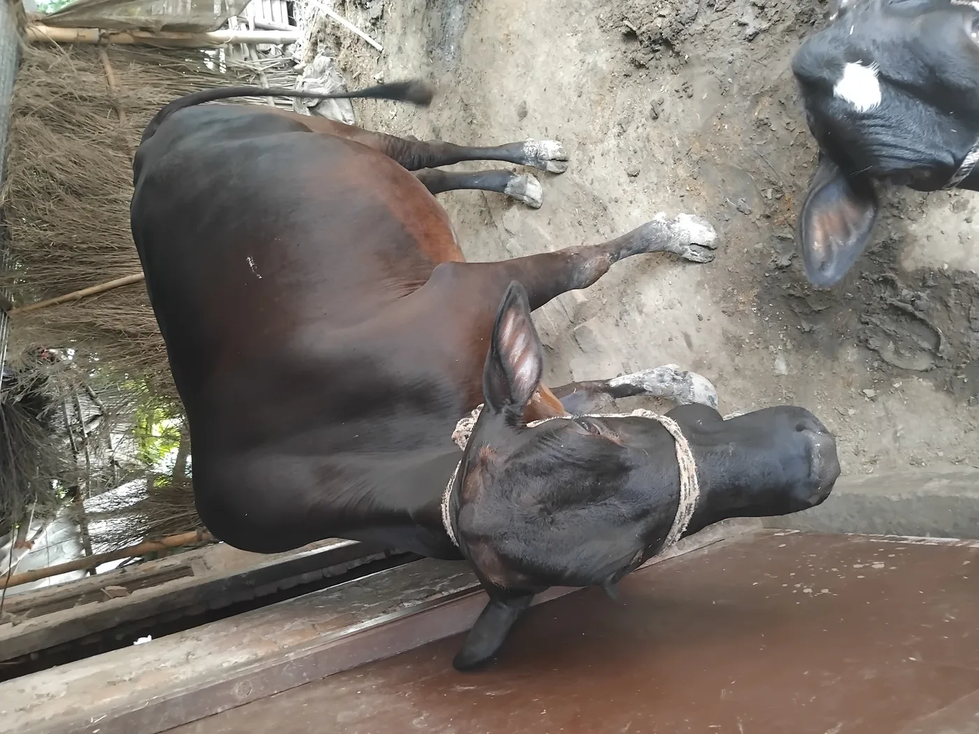 Jersey Cow in  UTTAR PRADESH