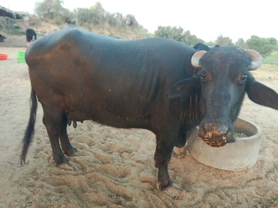 अन्य Buffalo O0809 in  RAJASTHAN