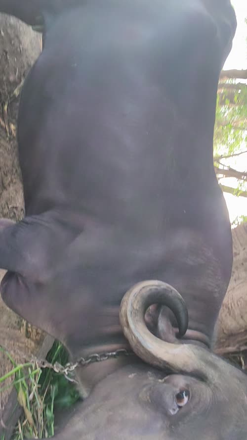Jafarabadi Heifer Buffalo J0486 in  GUJARAT