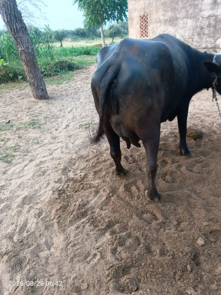 Murrah Buffalo in  RAJASTHAN
