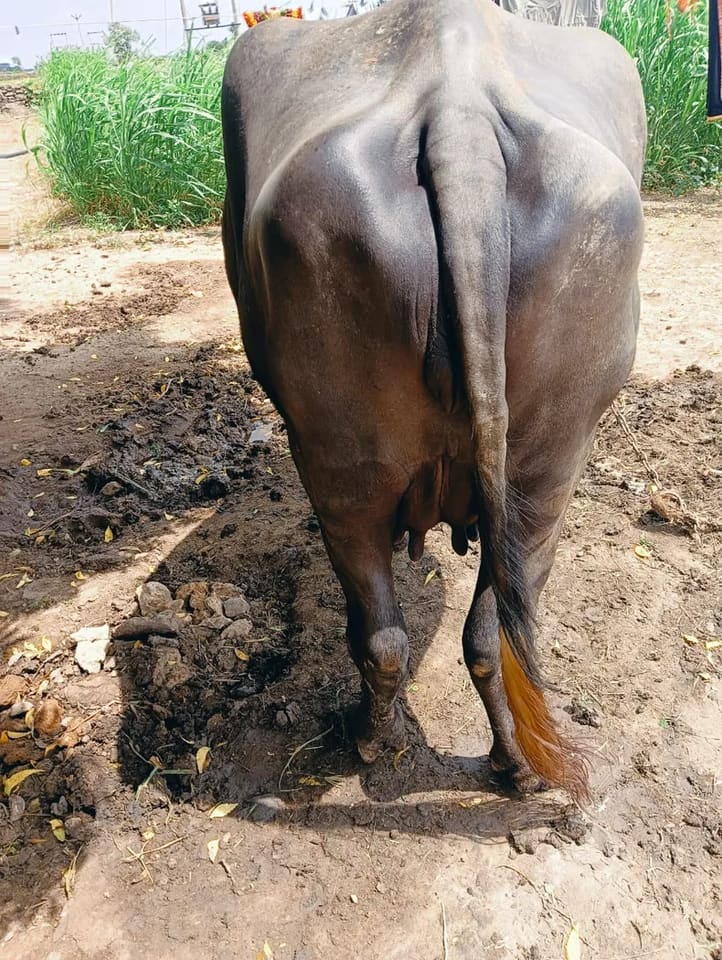 Jafarabadi Buffalo in  GUJARAT