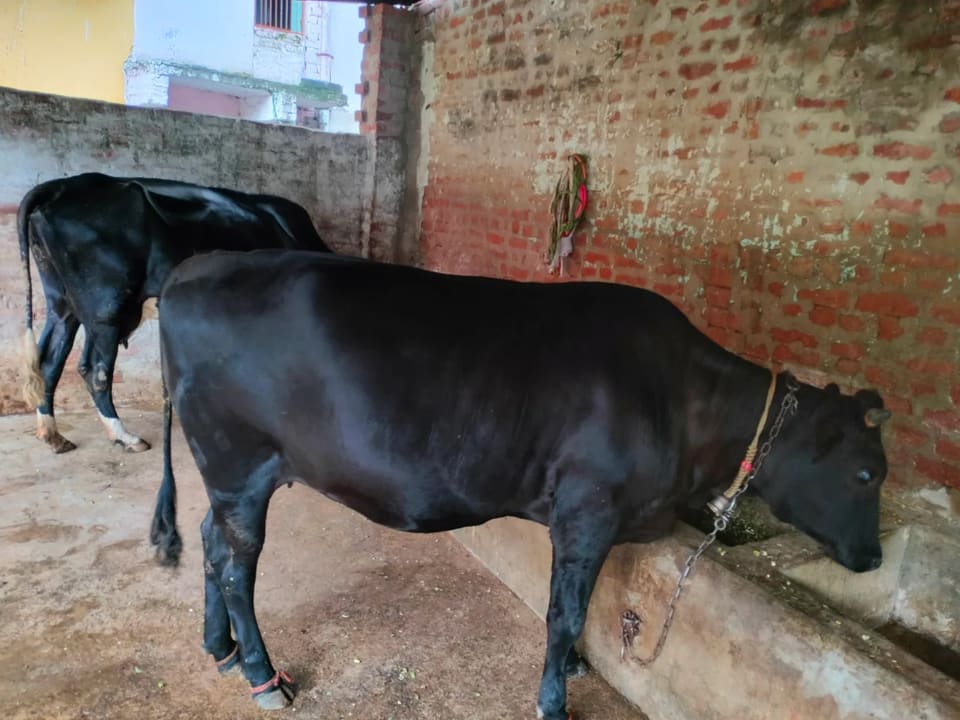 Jersey Cow in  UTTAR PRADESH