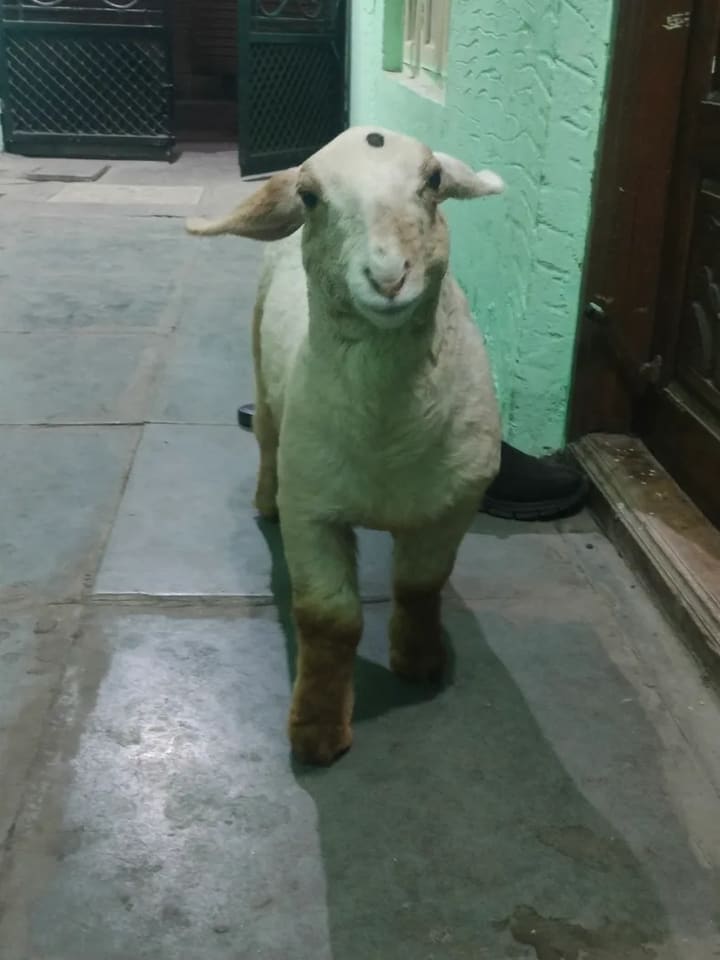 Bannur Sheep in  KARNATAKA