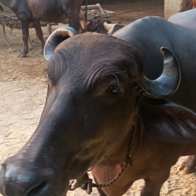 Murrah Buffalo in  UTTAR PRADESH