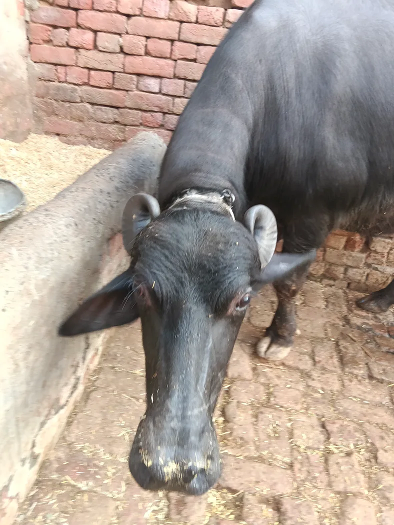 Murrah Buffalo in  HARYANA
