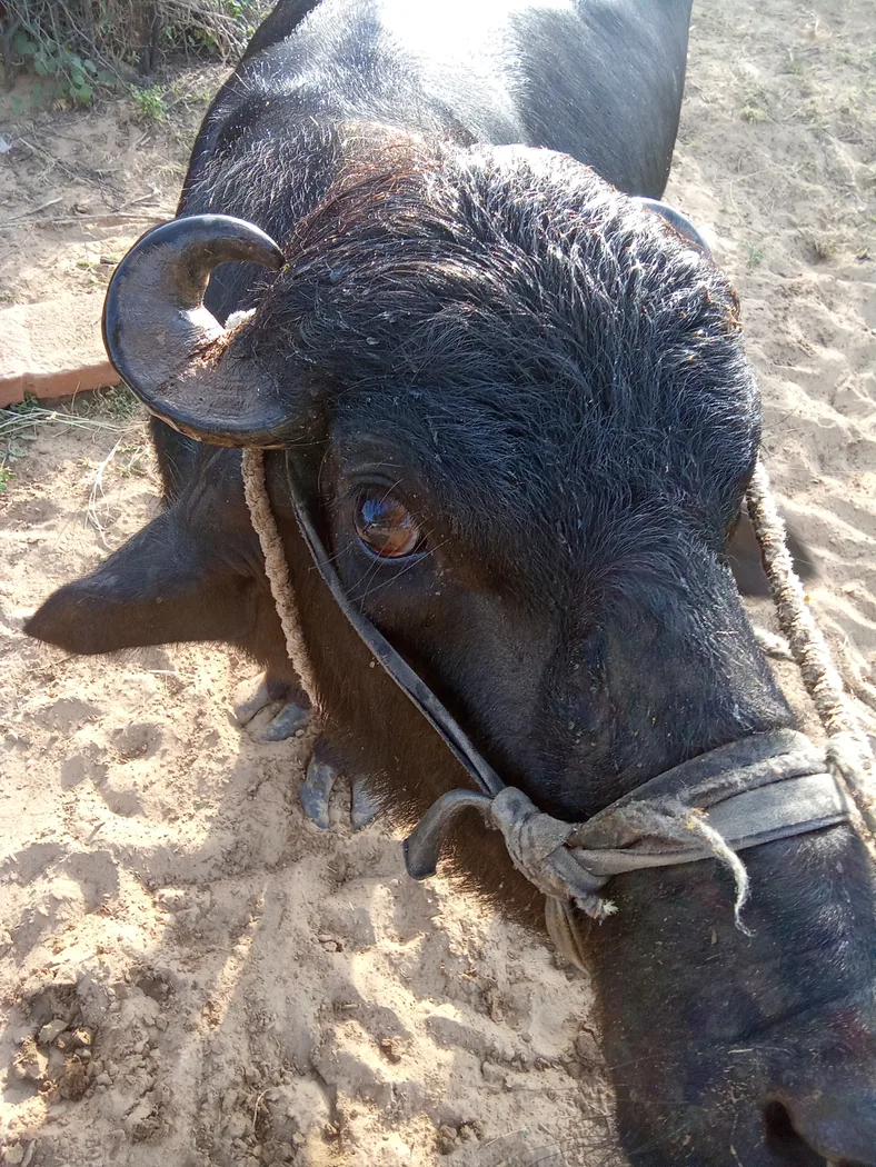 Others Buffalo in  RAJASTHAN