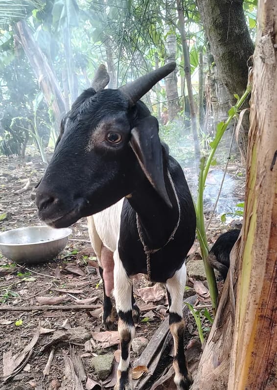 Others Goat in  WEST BENGAL