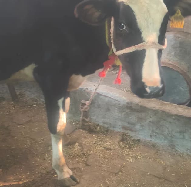 HF Heifer Cow H3328 in  HIMACHAL PRADESH