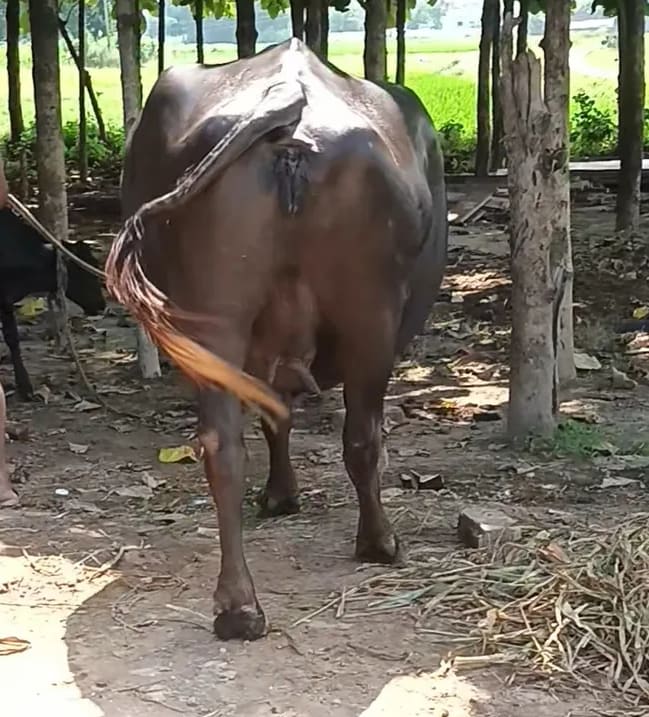Murrah Buffalo in  UTTAR PRADESH