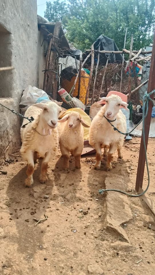Bannur Sheep B0264 in  KARNATAKA