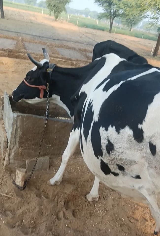 HF Cow H3407 in  RAJASTHAN
